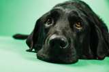 La silenciosa muestra de amor de un perro que revisa a su dueña mientras duerme