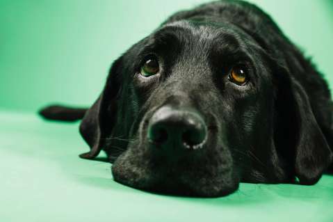 La silenciosa muestra de amor de un perro que revisa a su dueña mientras duerme