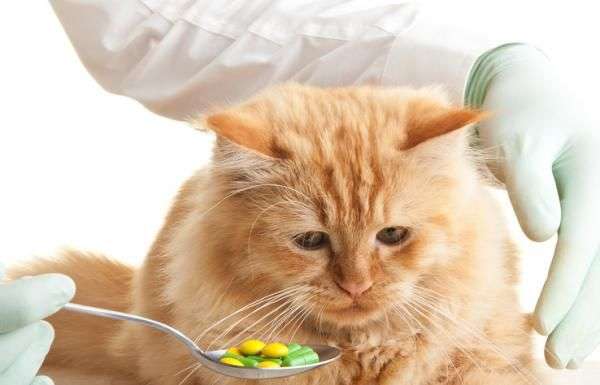 Este vómito puede ser un síntoma de enfermedad o un desequilibrio en los hábitos alimenticios del gato.