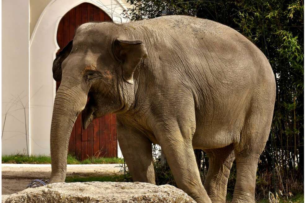 Los investigadores proponen que los esfuerzos de conservación para los elefantes asiáticos y otras megafauna de reproducción lenta estén orientados a mantener su 'espacio demográfico seguro. / Pixabay - imagen de referencia