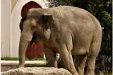 La propuesta para salvar al elefante asiático