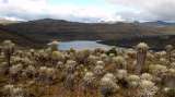 Opinión: ¡Vamos a recuperar nuestros ecosistemas de alta montaña!