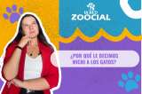 (VIDEO) ¿Por qué le decimos michi a los gatos?