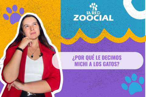 (VIDEO) ¿Por qué le decimos michi a los gatos?