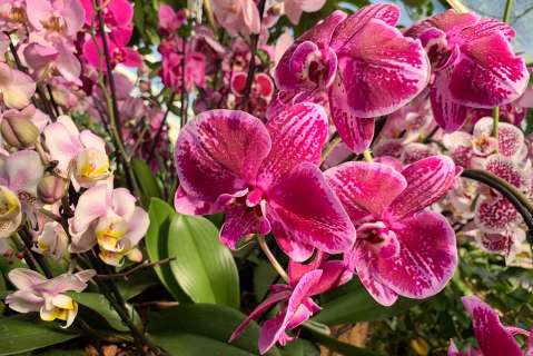 ¿No le florecen las orquídeas? Este truco casero le puede ayudar