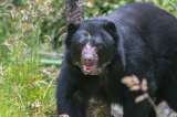 Hace dos meses murió el oso Tamá y ya hay resultado de su necropsia. ¿Qué enseñanzas quedan?