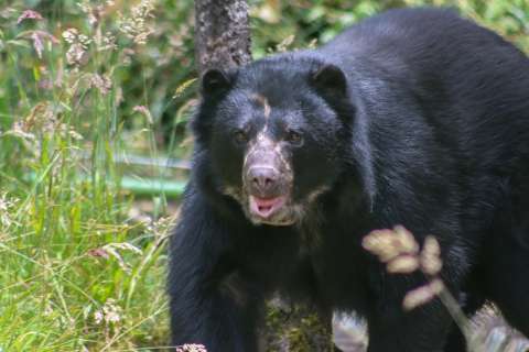 Hace dos meses murió el oso Tamá y ya hay resultado de su necropsia. ¿Qué enseñanzas quedan?