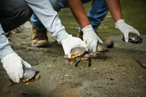 Liberan a 47 animales silvestres que fueron decomisados o recuperados en Tolima