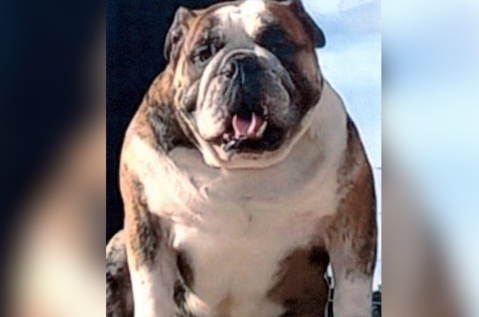 Judicializan a domiciliario acusado de causar la muerte de perro bulldog en Suba
