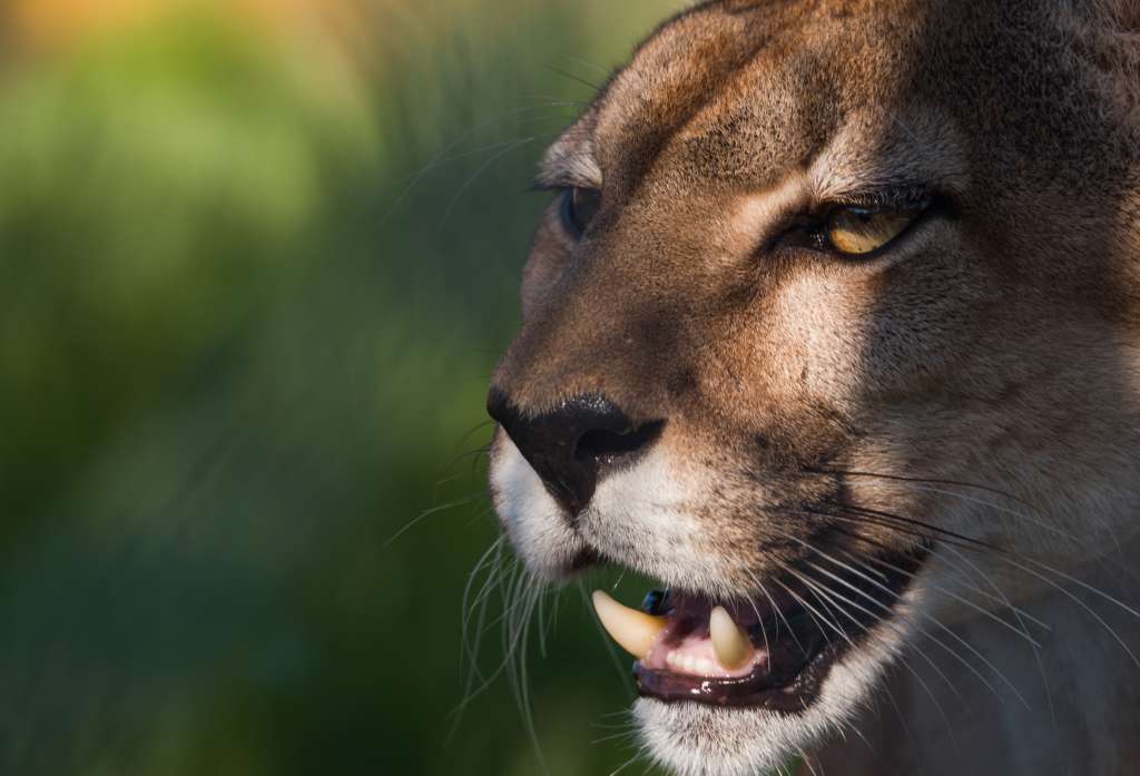 La conservación ayuda a proteger especies
“sombrilla”, como el jaguar.