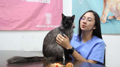 Pelusa, un gato con inmunodeficiencia, recibió una segunda oportunidad y fue adoptado