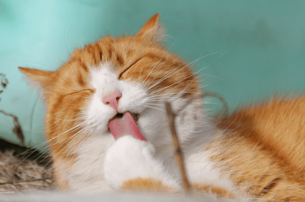 ¿Por qué tener un gato amarillo?