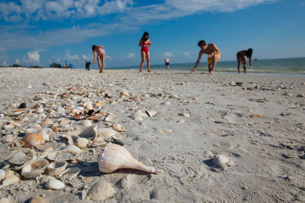 Sanibel, en el suroeste de Florida, es conocida como la "capital de las conchas". / Cortesía