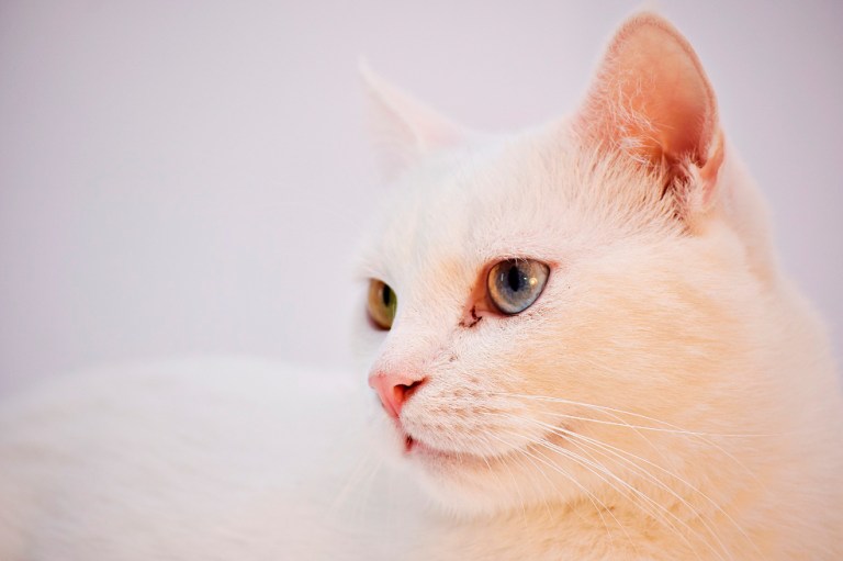 3 razas de gatos que no sueltan pelo