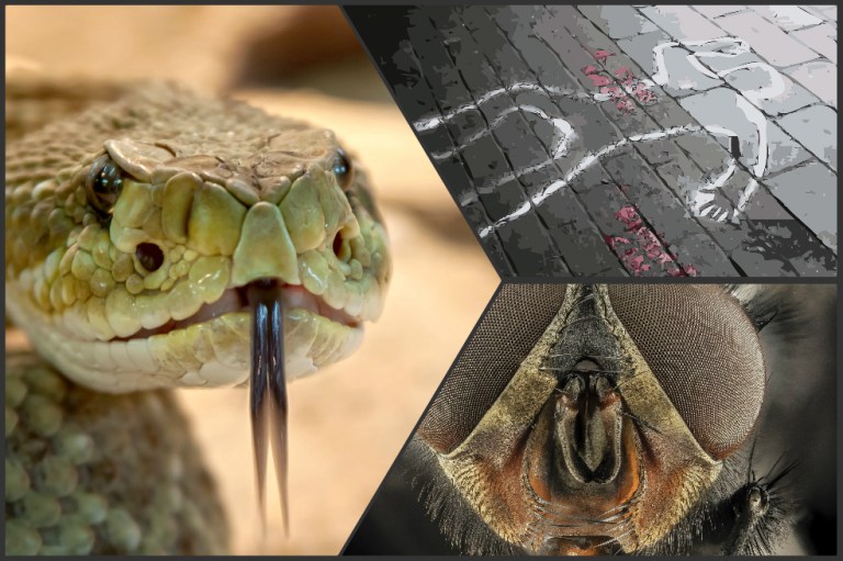 Los animales que más matan personas en el mundo