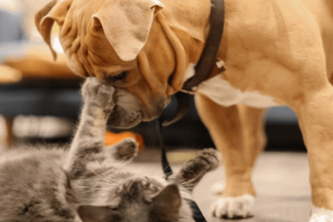 ¿Cuántos años viven los perros y los gatos?
