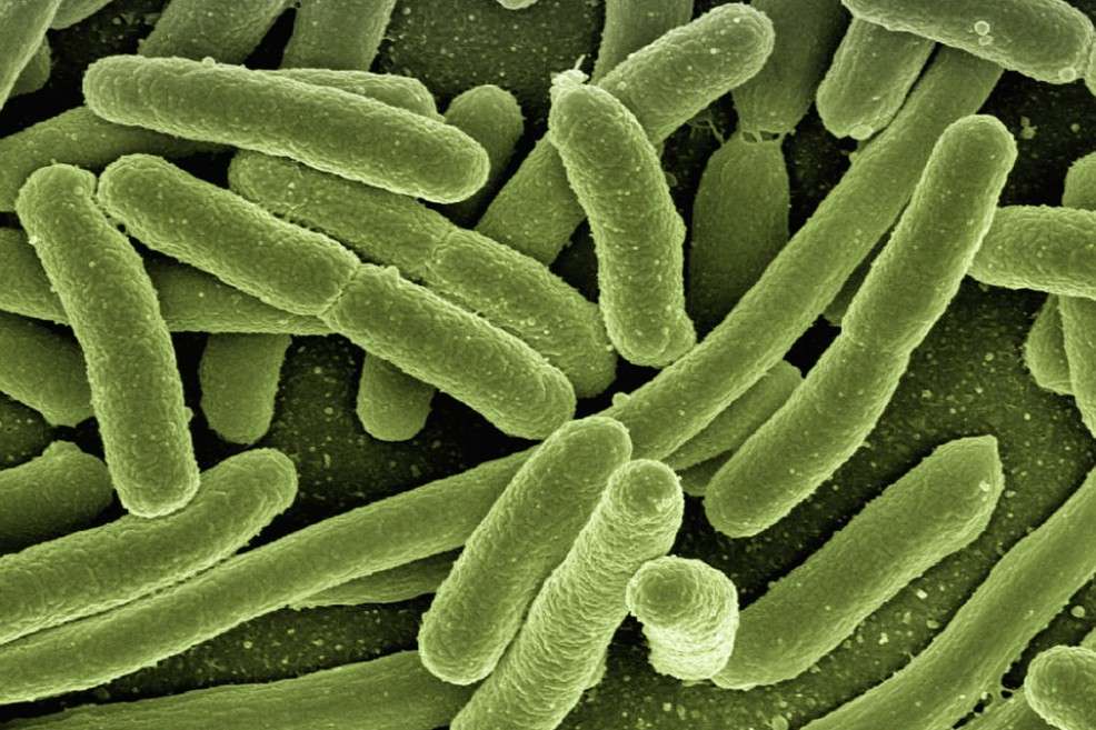 La presencia de bacterias como la "Bacteroides vulgatus" decrece con los años. / Pixabay