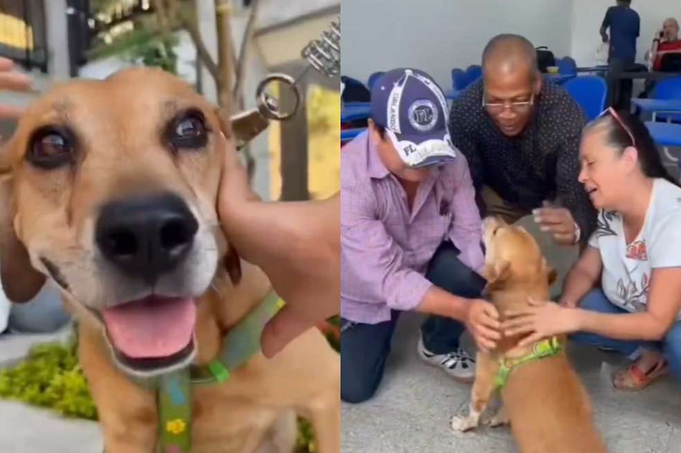 Mateo, el perro rescatado del incendio en Cali, se recupera con éxito