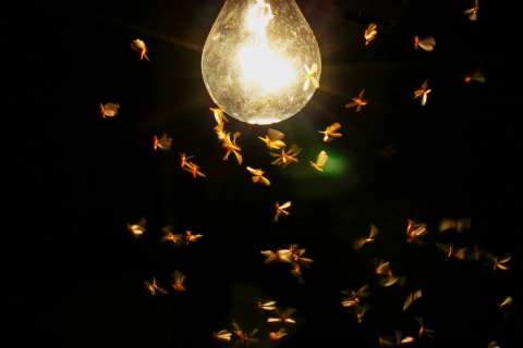 Video: ¿Por qué los insectos son atraídos hacia las luces artificiales?