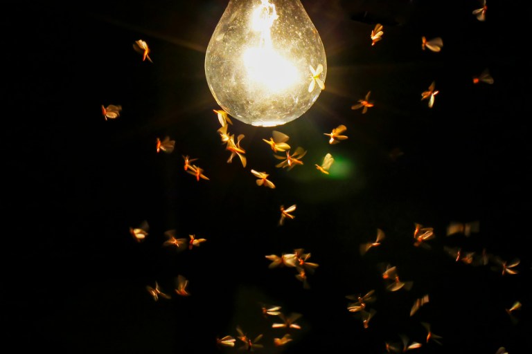 Video: ¿Por qué los insectos son atraídos hacia las luces artificiales?