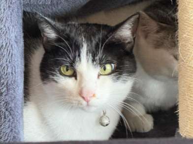 Buscan a Crystal, gata que se perdió de su hogar apenas dos días después de ser adoptada