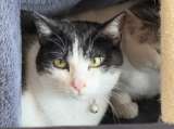Buscan a Crystal, gata que se perdió de su hogar apenas dos días después de ser adoptada