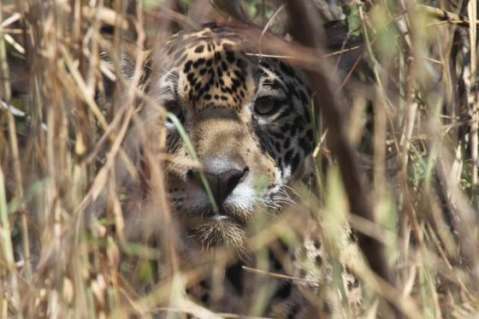 Dan cárcel a hombre que mató a un jaguar y exhibió foto en Ecuador