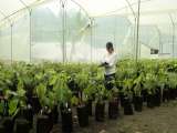 Las defensas del cacao para enfrentar una sequía