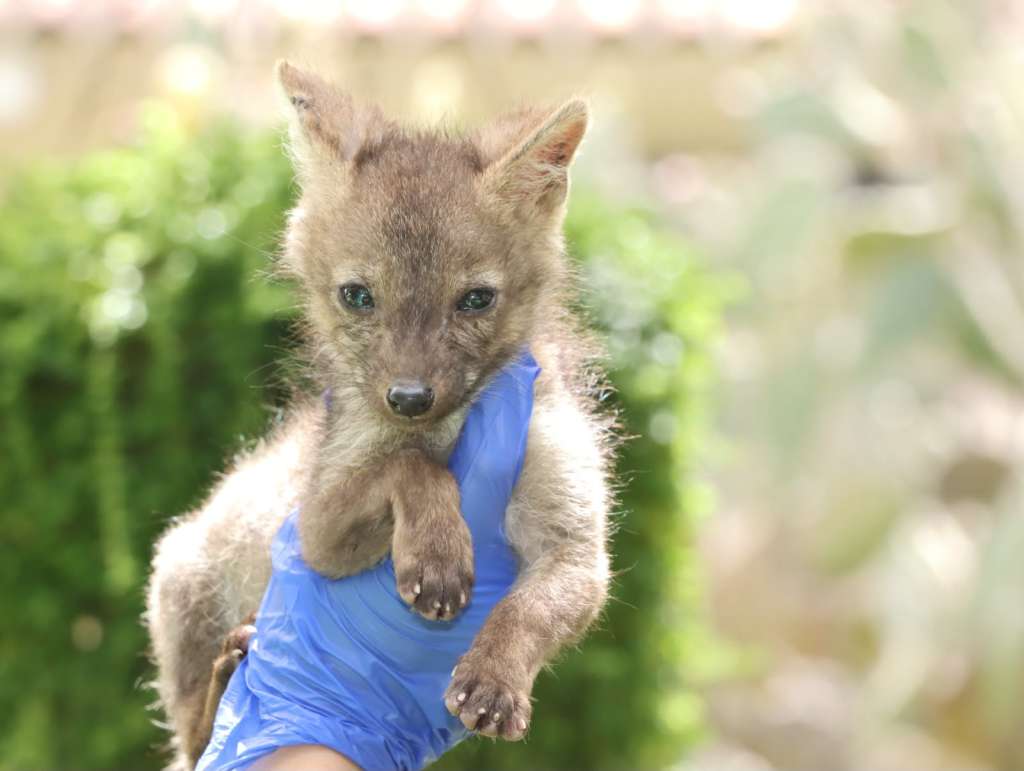 El animal tiene tres meses de nacido y se encuentra en buen estado de salud, según la CAM.
