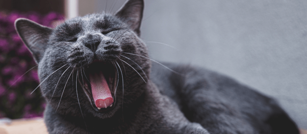 Gato azul ruso: características y cuidados de esta raza
