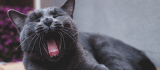 ¿Cuál es la raza de gato más independiente?