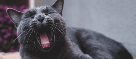 Gato azul ruso: características y cuidados de esta raza