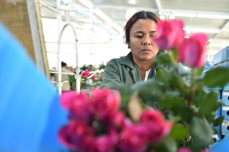 Floricultores Cultivo Rosas