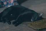 Gato convulsionando en telenovela tailandesa prende alertas sobre maltrato animal