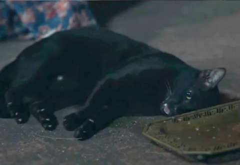 Gato convulsionando en telenovela tailandesa prende alertas sobre maltrato animal
