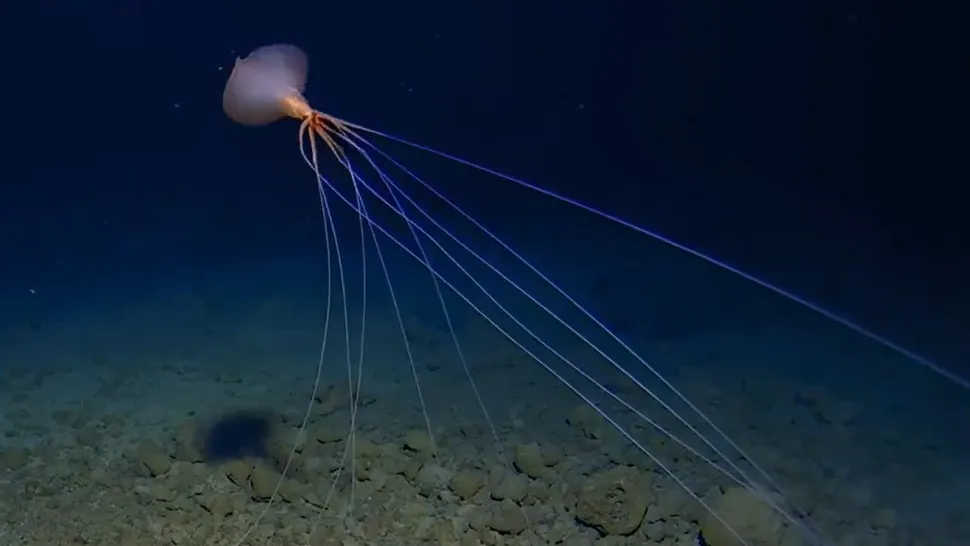 El calamar de aleta grande ( Magnapinna ) es la especie de calamar que habita en las profundidades más profundas conocida por la ciencia.