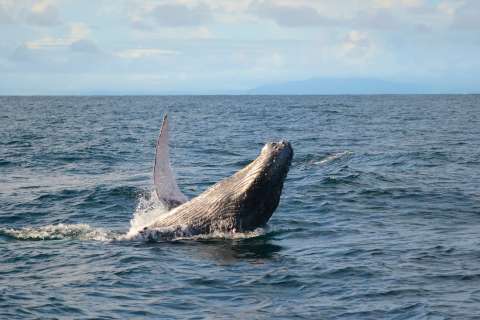 Liberaron a ballena jorobada “atada” a una trampa para cangrejos