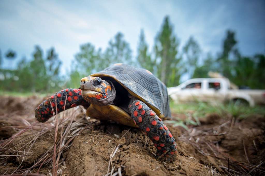 La tortuga morrocoy carece de dedos visibles y solo se le ven las uñas.