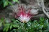 Descubren especie de flora en la Amazonía