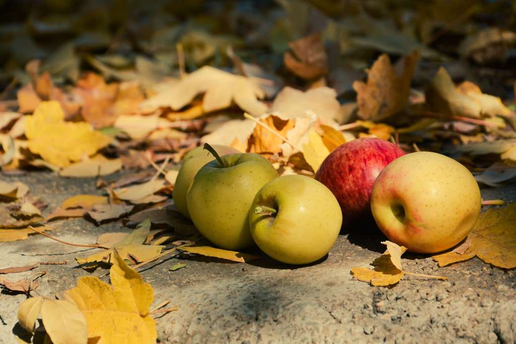 Manzanas caídas del árbol