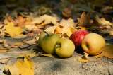 ¿Por qué las frutas se caen antes de madurar, qué significa y qué hacer?