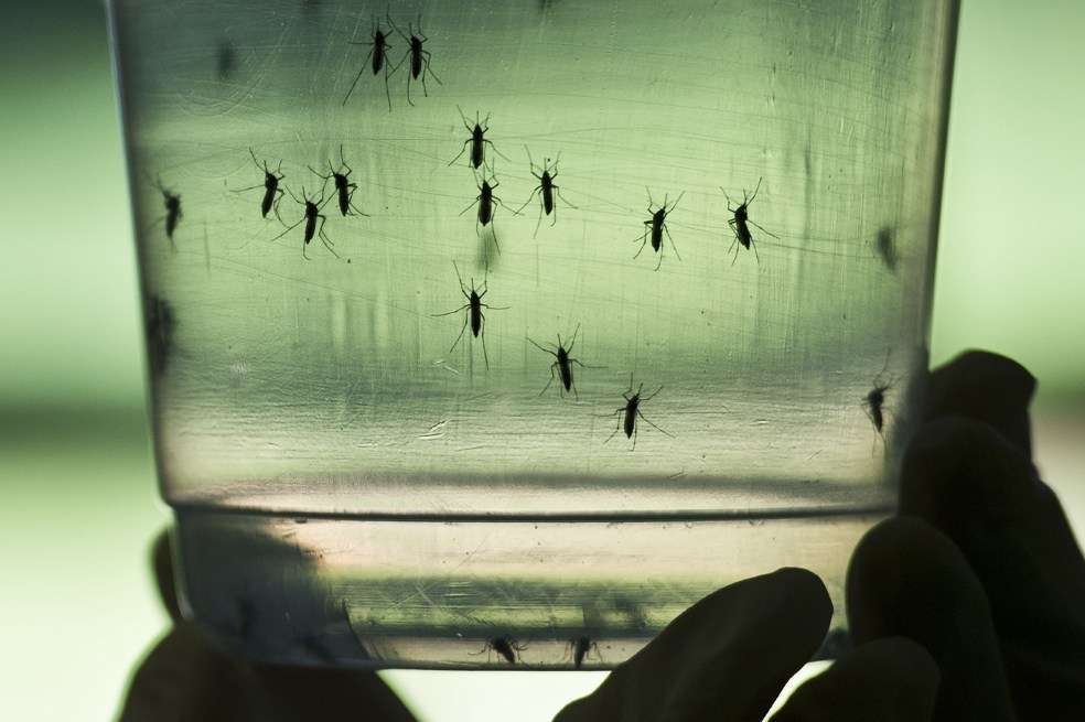 El mosquito “Aedes aegypti”, transmisor del virus del Zika. / AFP
