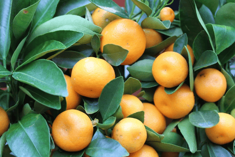 El paraíso de las naranjas