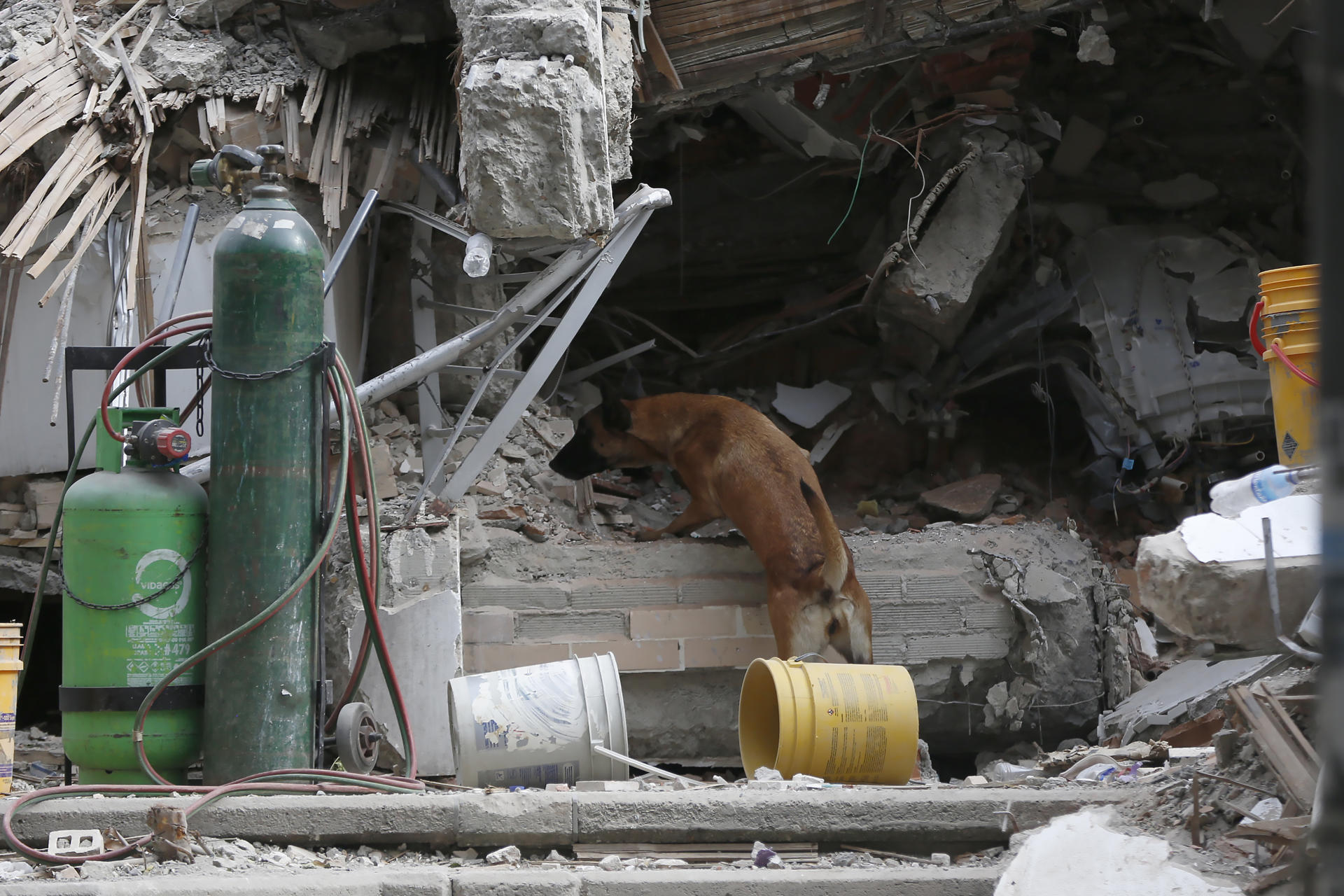 AME8526. CALI (COLOMBIA), 12/08/2026.- Un perro de rescate trabaja en una jornada de búsqueda en una zona afectada por el terremoto este miércoles, en Cali (Colombia). Al menos 239 personas perdieron la vida y 3.755 sufrieron heridas por el terremoto de magnitud 7,4 que sacudió a Colombia el lunes, según datos divulgados este miércoles por la Unidad Nacional para la Gestión del Riesgo de Desastres (UNGRD). EFE/ Ernesto Guzmán Jr
