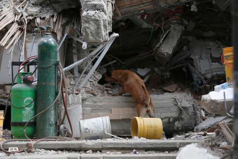 Fundaciones de animales que perdieron sus instalaciones en el terremoto: así puede ayudarlas