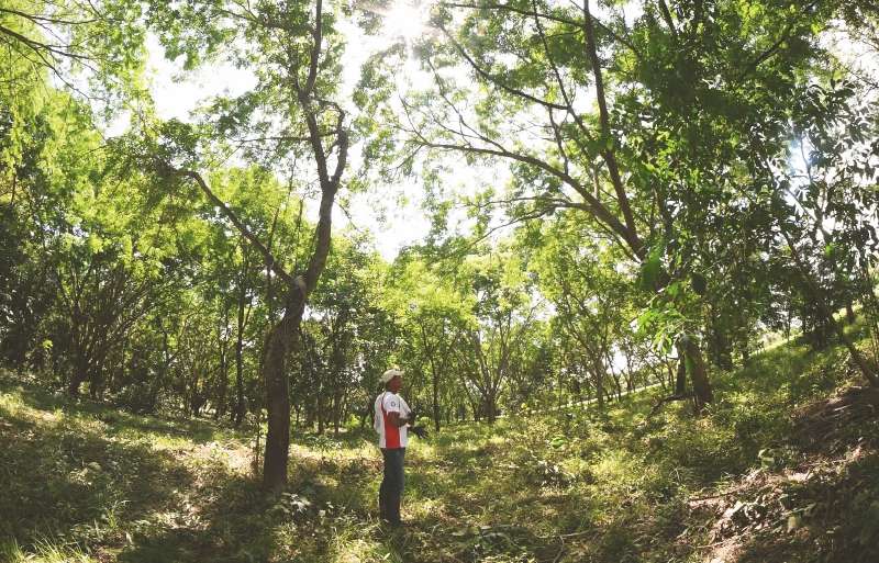 En Pocharco recuperaron 10 hectáreas de bosque seco. La sombra y la brisa volvieron para atenuar el calor. 