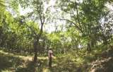 Indígenas pijaos curan el bosque seco tropical