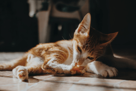 ¿Cómo cortar las uñas de los gatos sin lastimarlos?