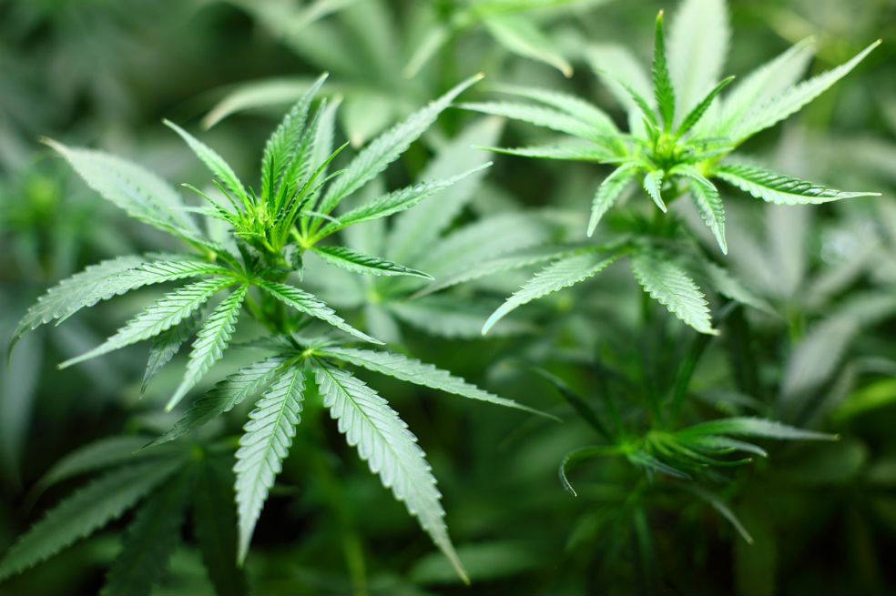 En Estados Unidos ya hay once estados que han legalizado la marihuana con fines recreativos. / Pixabay