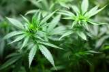Massachusetts se suma a la venta legal de marihuana recreativa en Estados Unidos